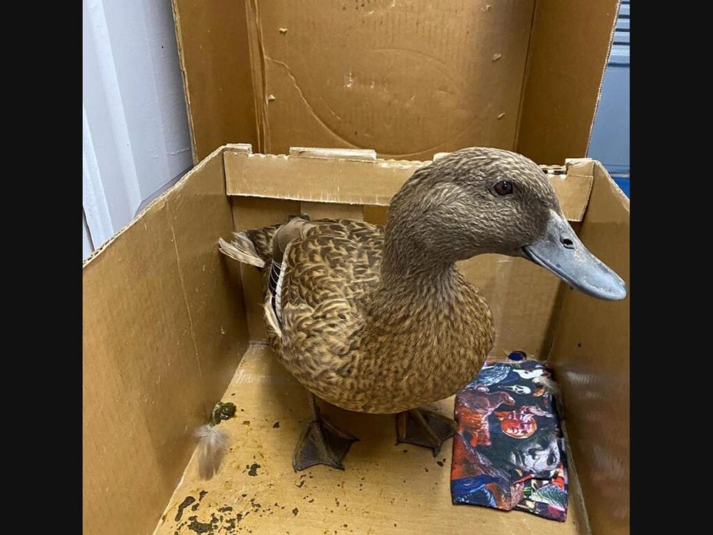 'Dumped' Domestic Duck At Hamptons Rescue Has Easter Message: Advocate