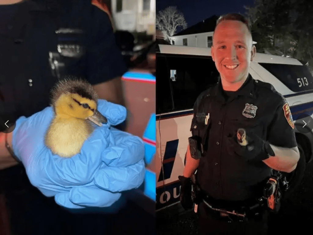 “Fraudster” Investment Advisor |  Baby ducks rescued |   million scratch card