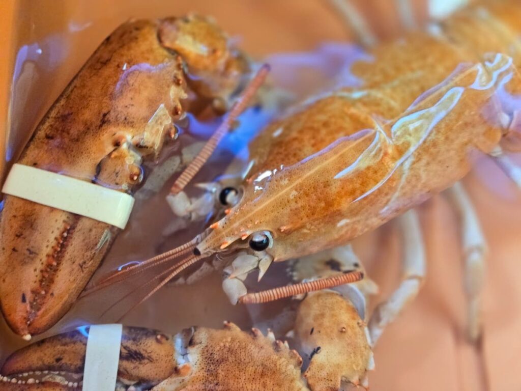 Rare, 1 in 30 million orange lobster rescued from Hamptons supermarket