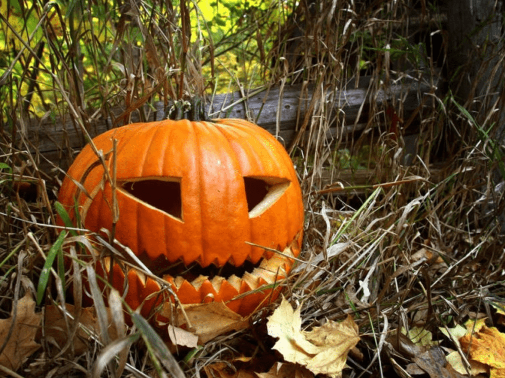 Where to pick pumpkins in Southampton this autumn